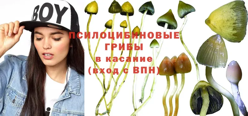 Псилоцибиновые грибы Psilocybine cubensis  Заволжск 